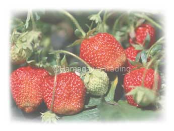 strawberry-image